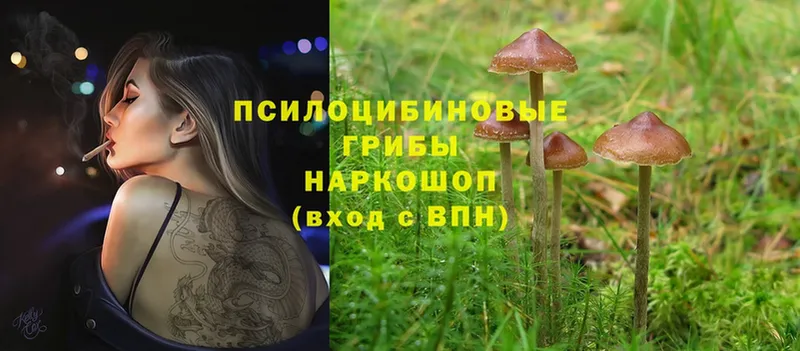 Галлюциногенные грибы Cubensis  Нижний Ломов 